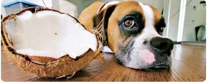 Coconut powder price