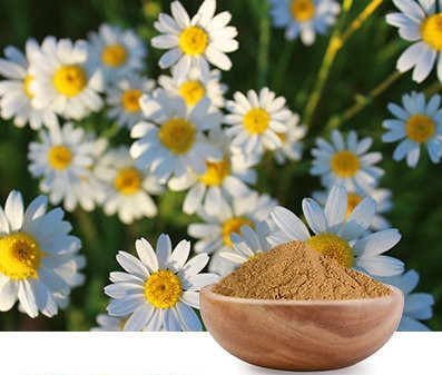 Wholesale chamomile extract