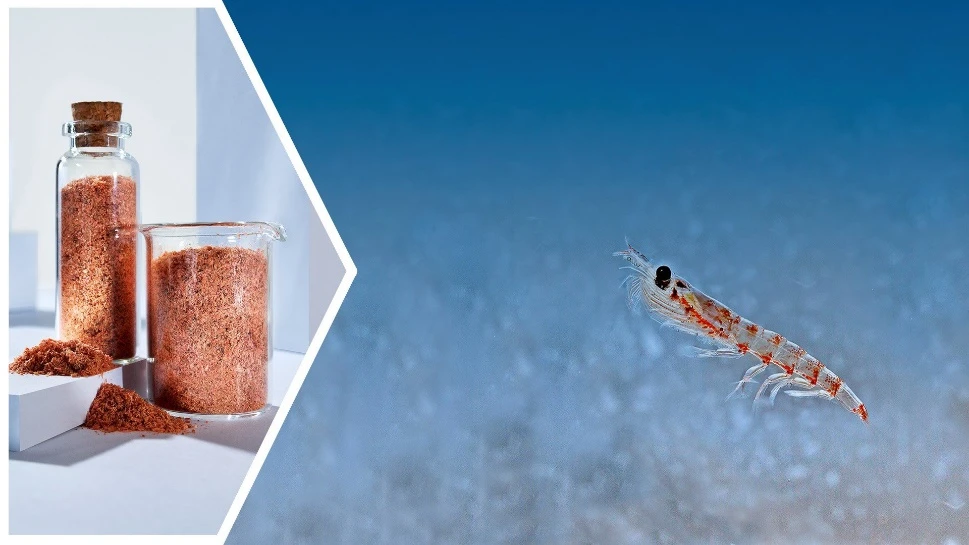 Krill Meal Powder supplier